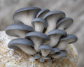 Blue Oyster (Pleurotus Columbinus) Culture Plate