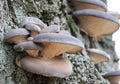 Brown Oyster (Pleurotus Ostreatus) Culture Plate