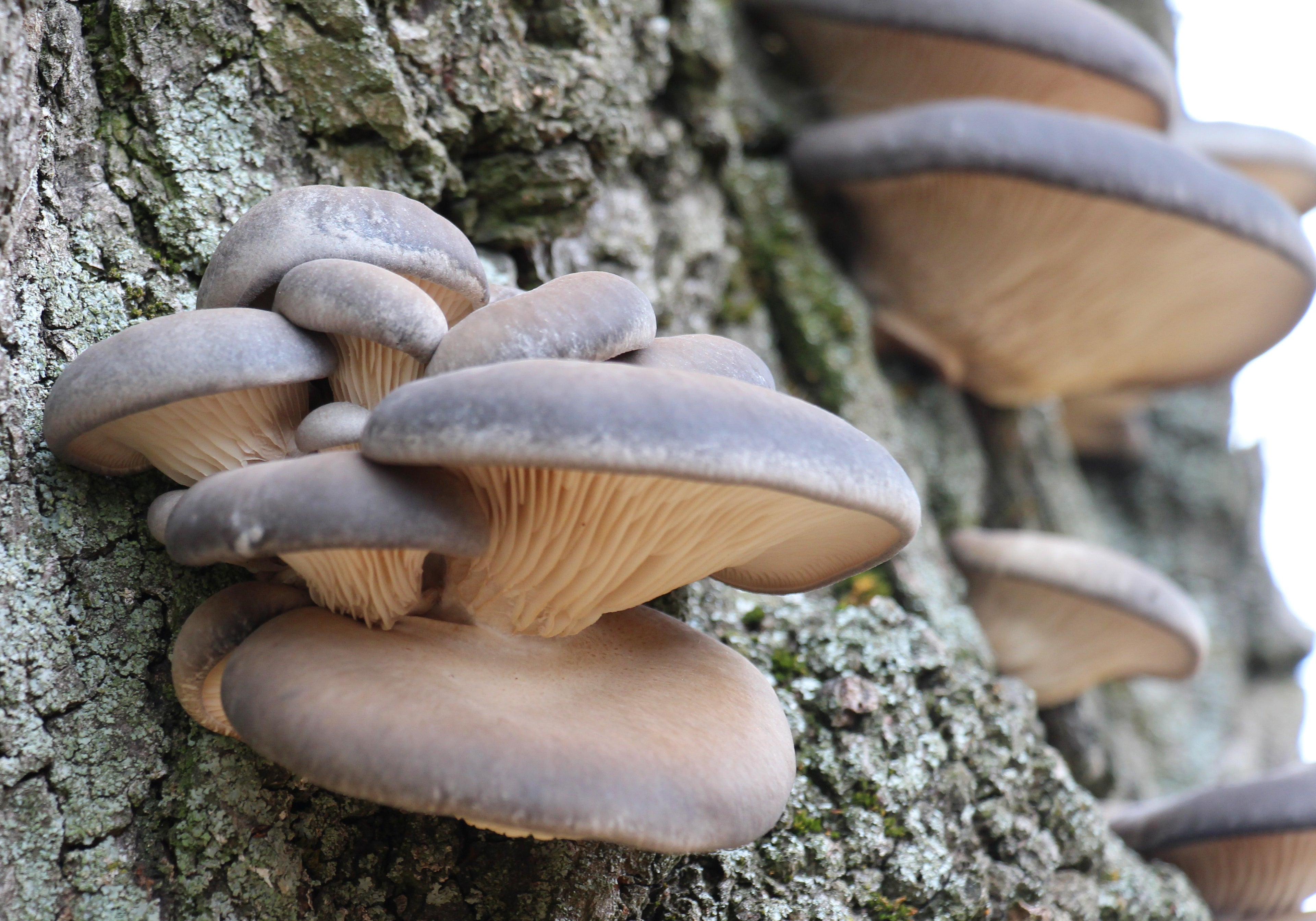 Brown Oyster (Pleurotus Ostreatus)