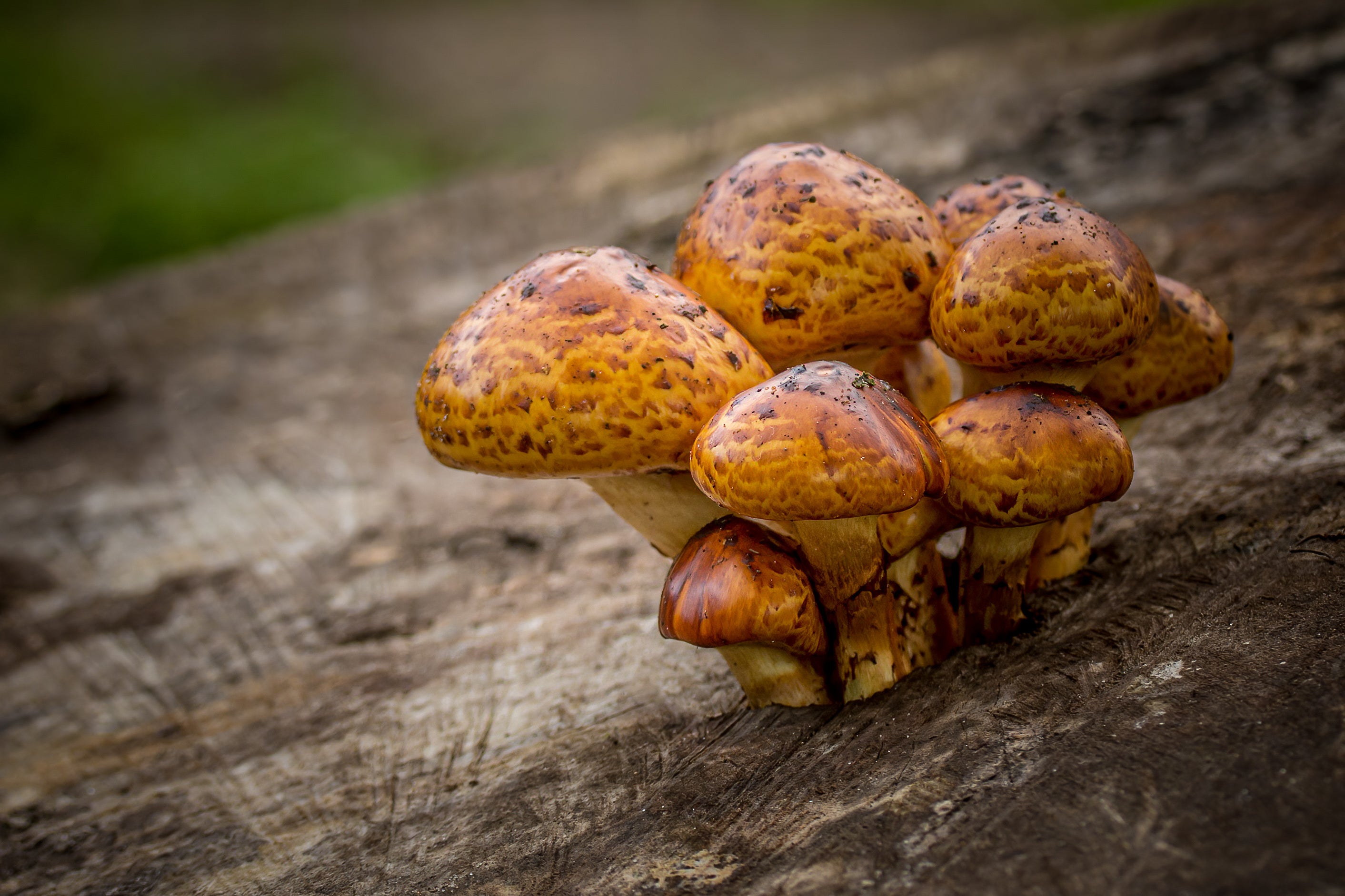 Chestnut Mushroom (Pholiota Adiposa)