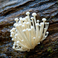 White Enoki (Flammulina velutipes)
