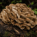Maitake (Grifola Frondosa)