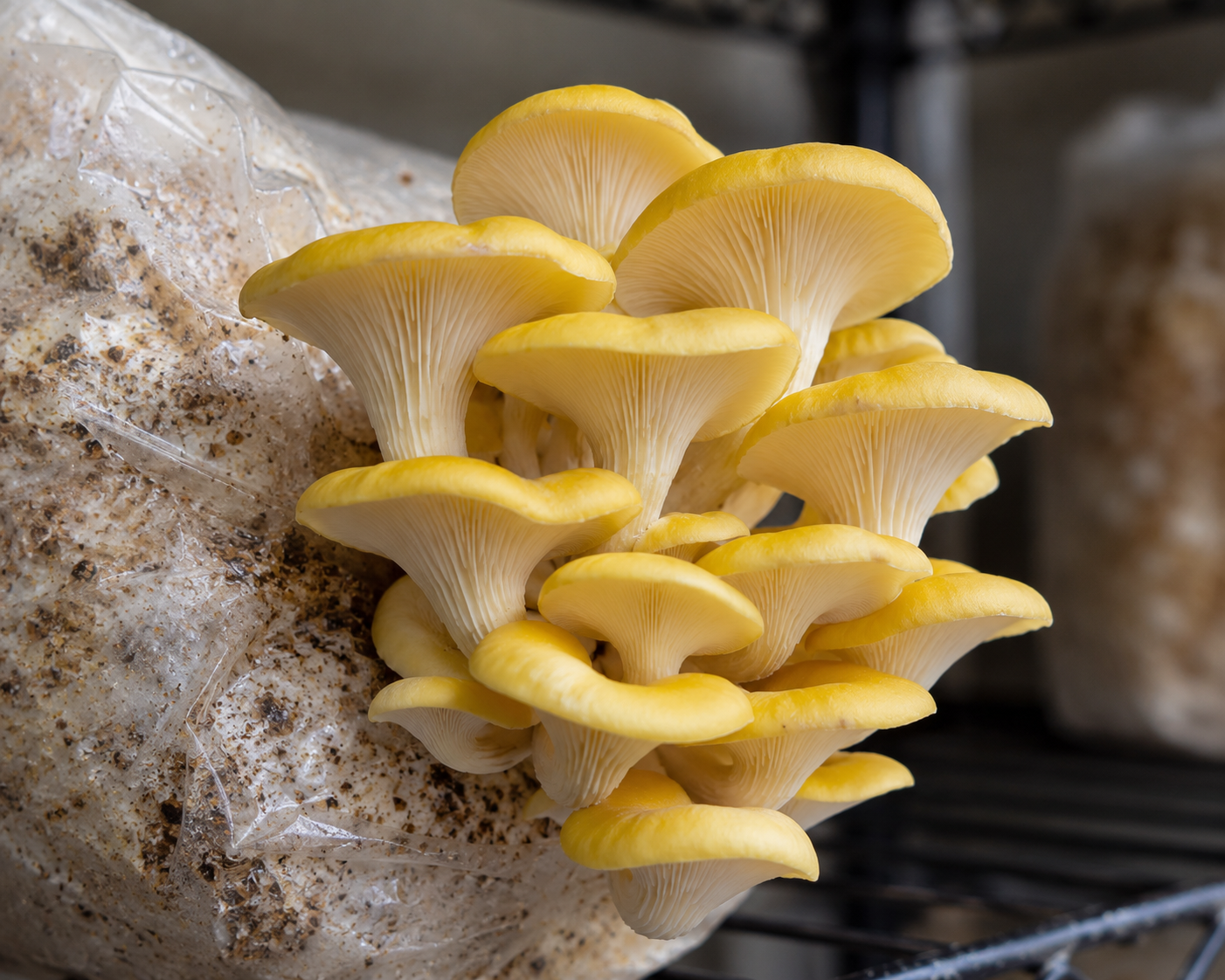 Gold Oyster (Pleurotus Citrinopileatus)