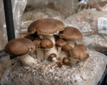 Portobello (Agaricus Bisporus)