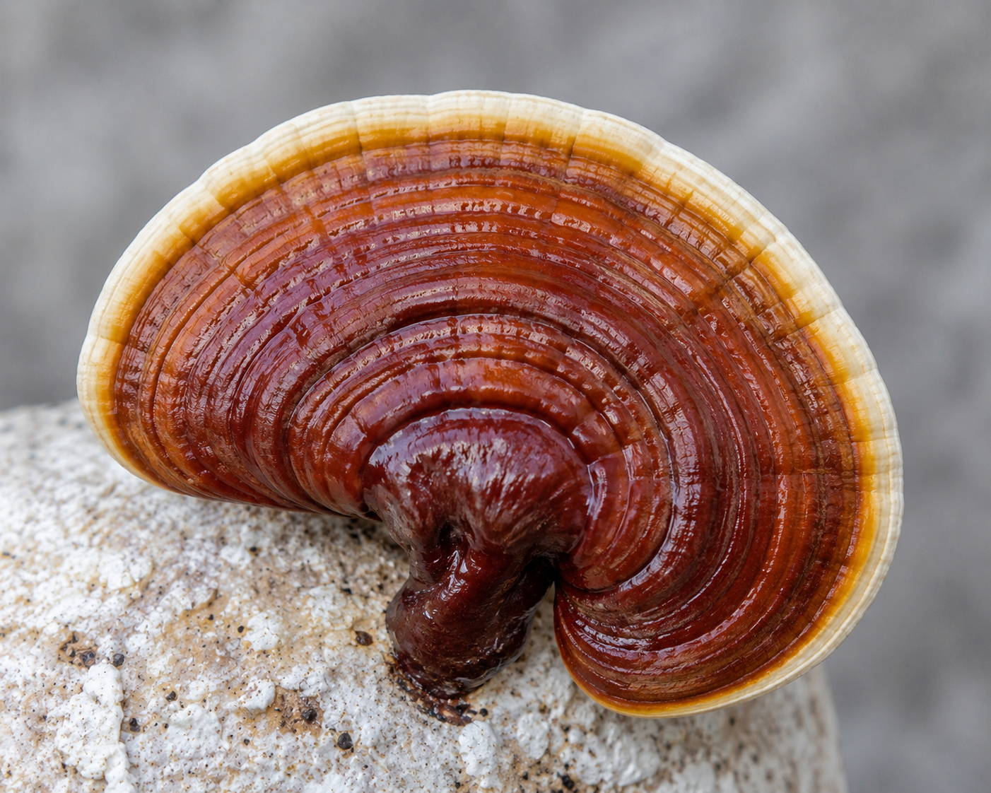 Reishi (Ganoderma Lucidum)